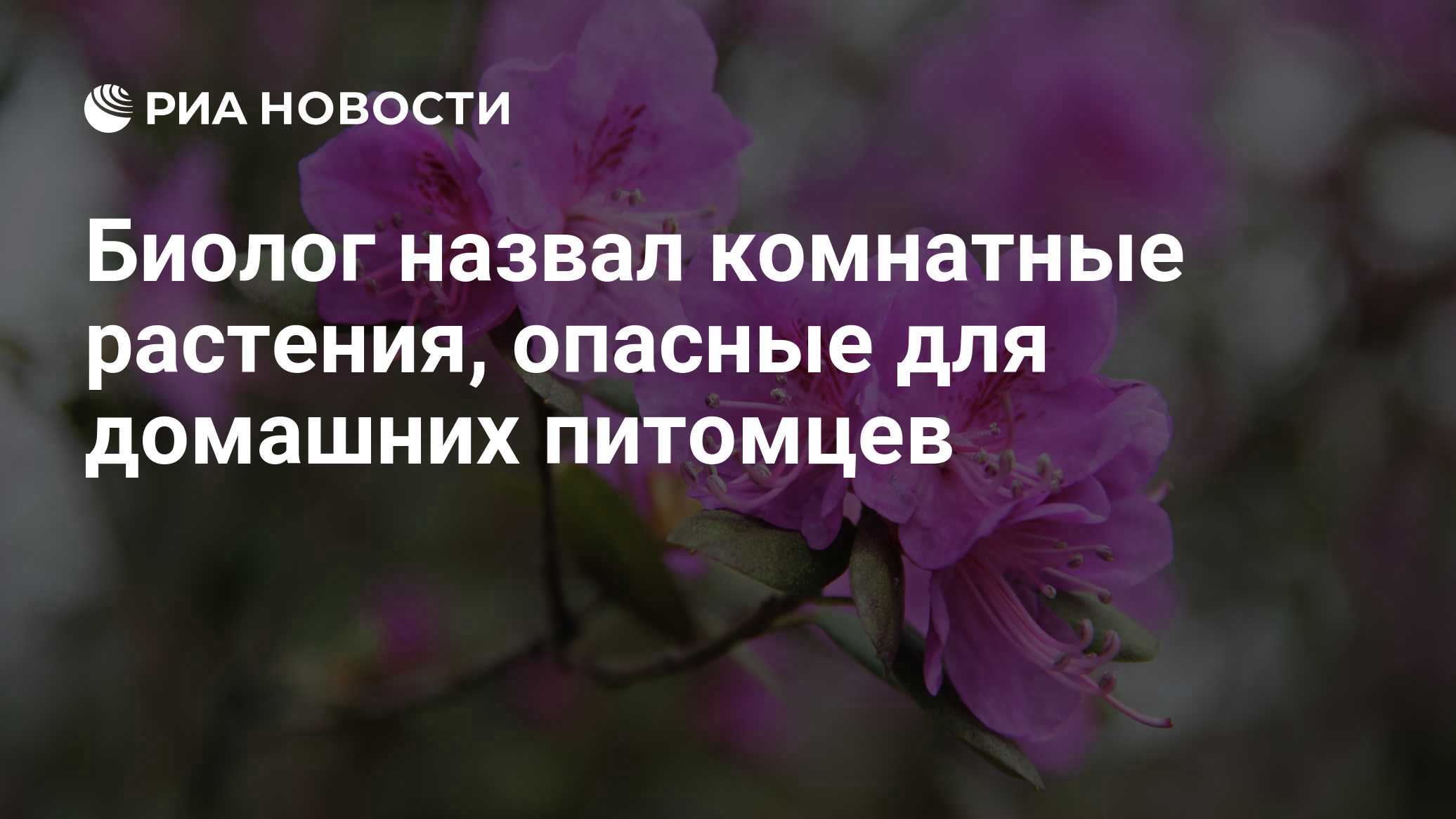 Биолог назвал комнатные растения, опасные для домашних питомцев