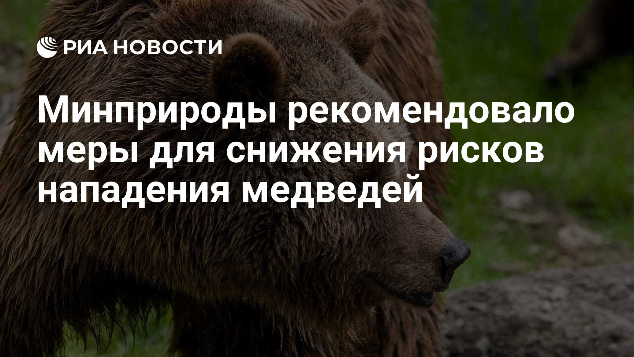 Минприроды рекомендовало меры для снижения рисков нападения медведей