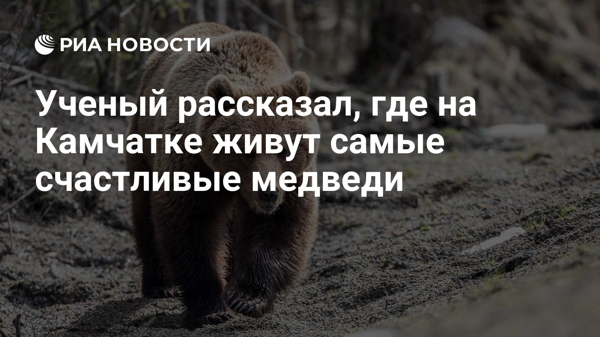 Ученый рассказал, где на Камчатке живут самые счастливые медведи