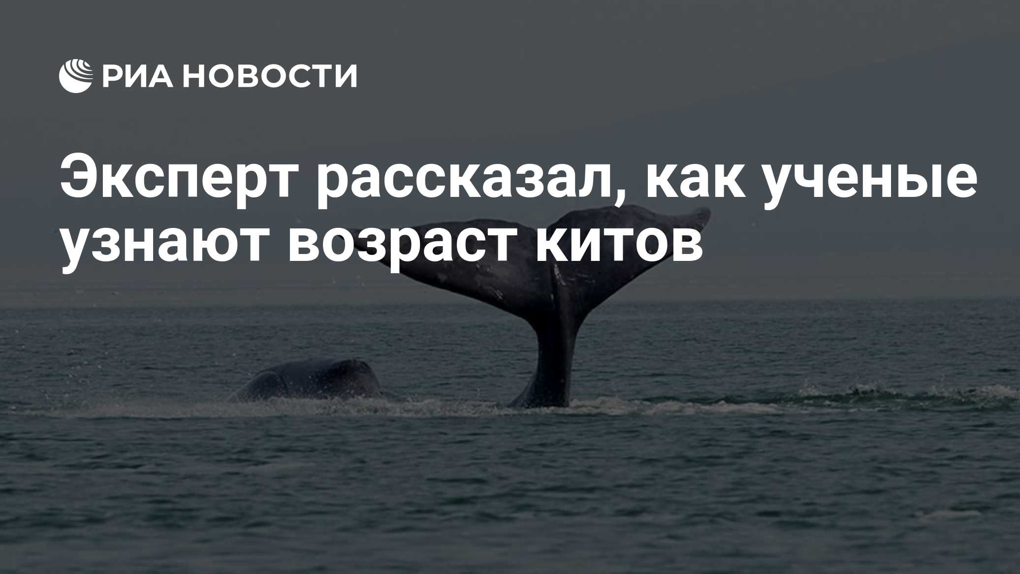 Эксперт рассказал, как ученые узнают возраст китов