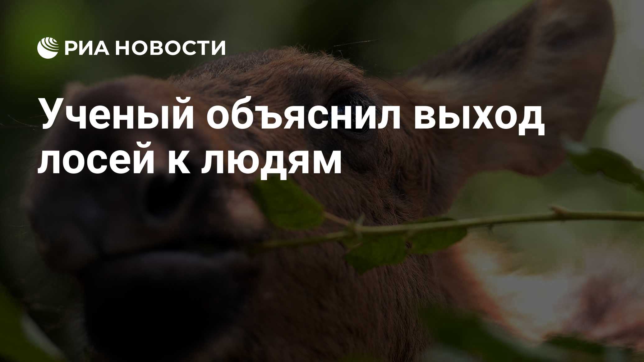 Ученый объяснил выход лосей к людям