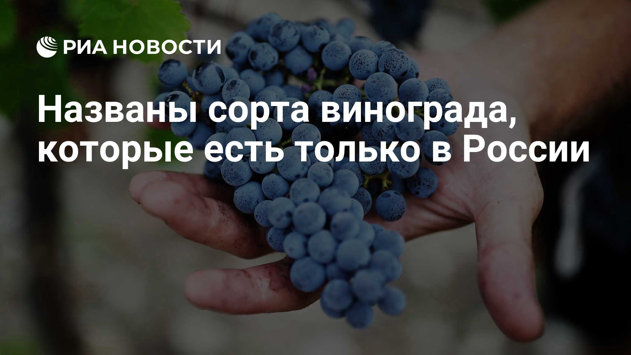 Названы сорта винограда, которые есть только в России