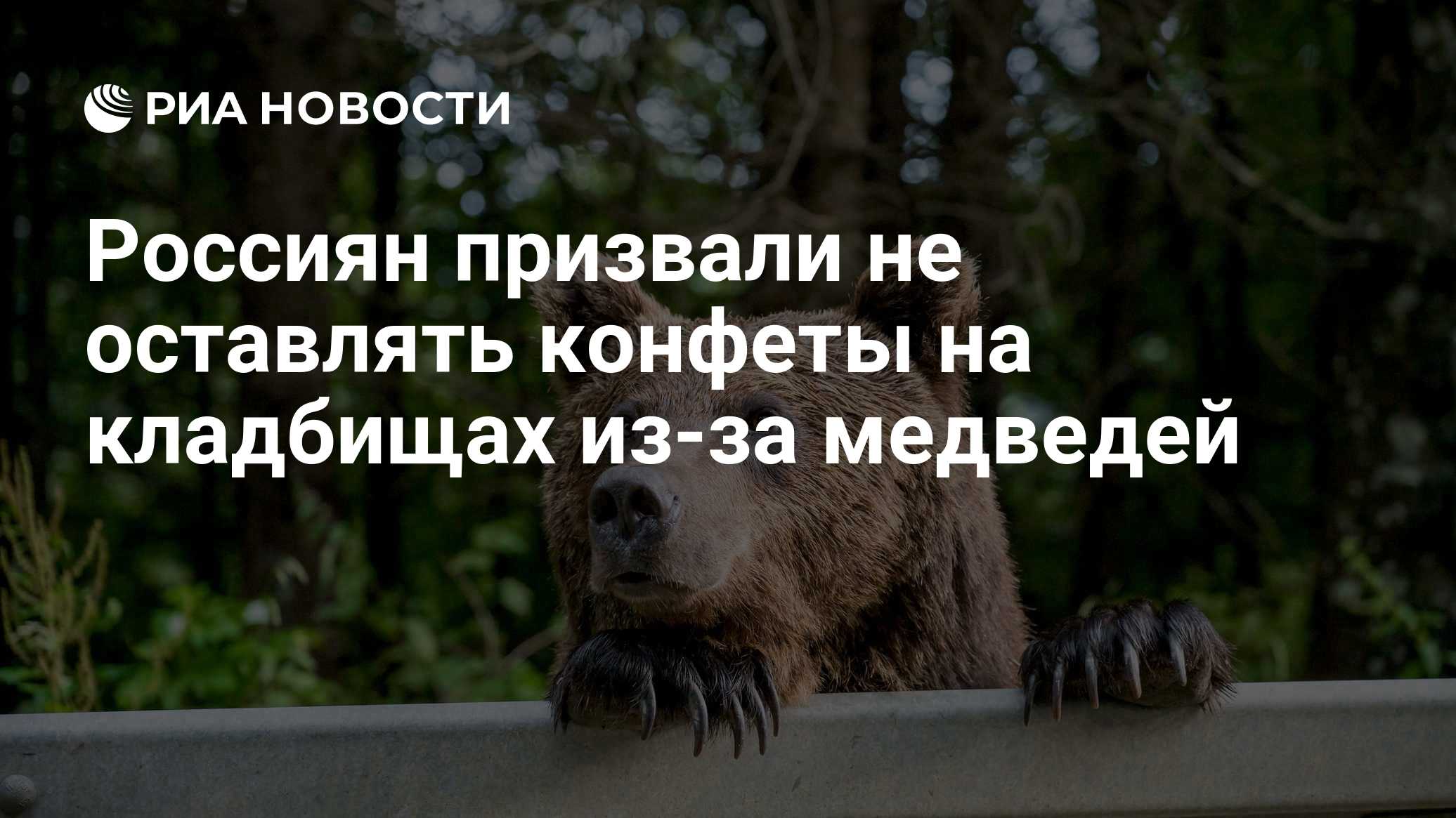 Россиян призвали не оставлять конфеты на кладбищах из-за медведей