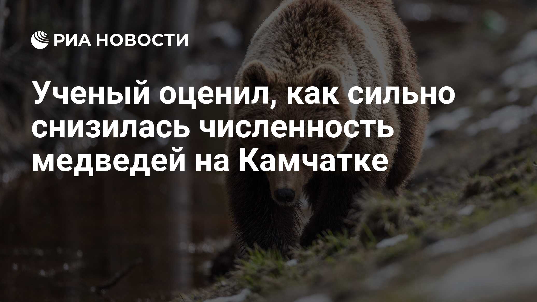 Ученый оценил, как сильно снизилась численность медведей на Камчатке