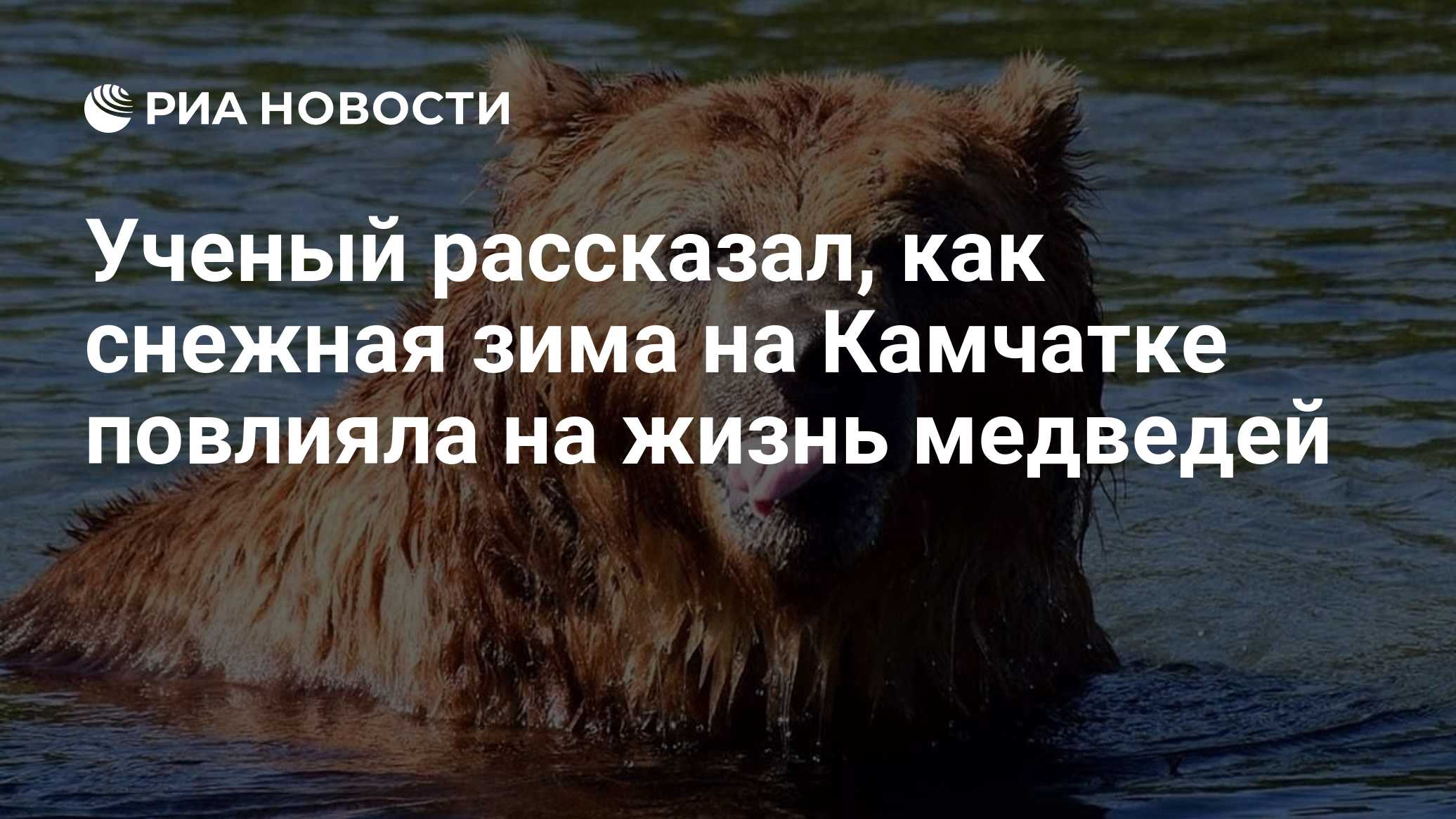 Ученый рассказал, как снежная зима на Камчатке повлияла на жизнь медведей